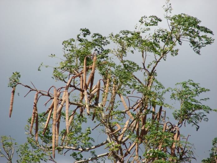 Moringa - drzewo długowieczności